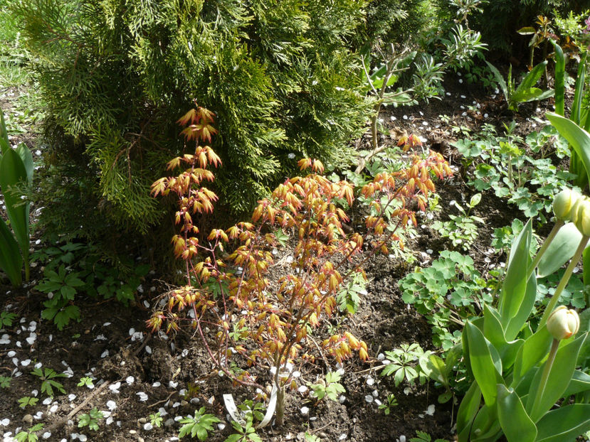 Acer Orange Dream - 2017_Aprilie_Gradina Rozelor