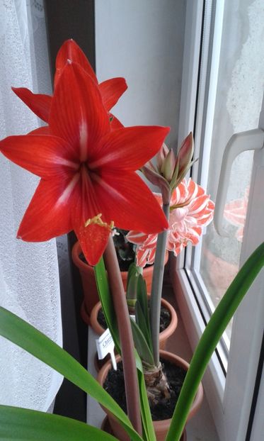 Red Park - Amaryllisi