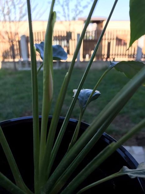 Asteptam prima floricica... - Spathiphyllum-Crinul Pacii