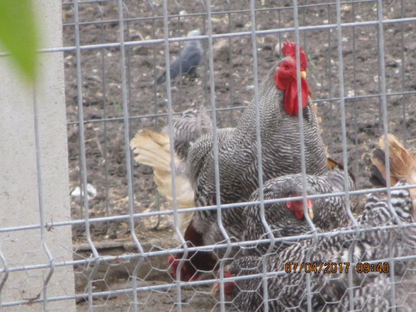  - Plymouth Rock Barat