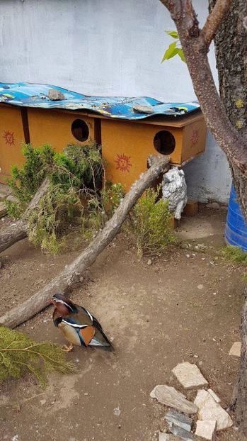 astept a devin tatic - RATE EXOTICE