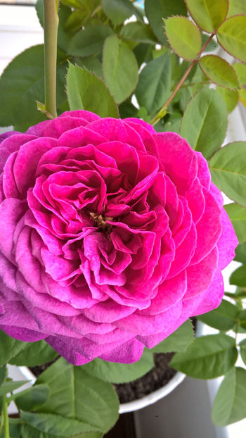 Heidi Klum - 07 Aprilie 2017 - Trandafiri pe balcon