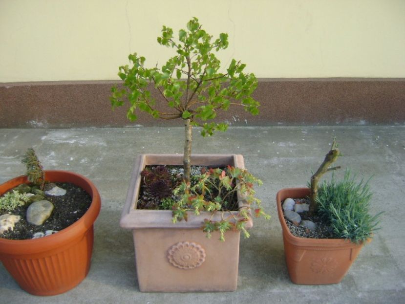 Mesteacan alb - Bonsai si prebonsai 2016-2017