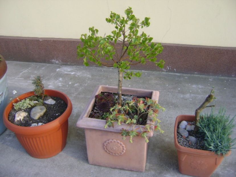 Mesteacan alb - Bonsai si prebonsai 2016-2017
