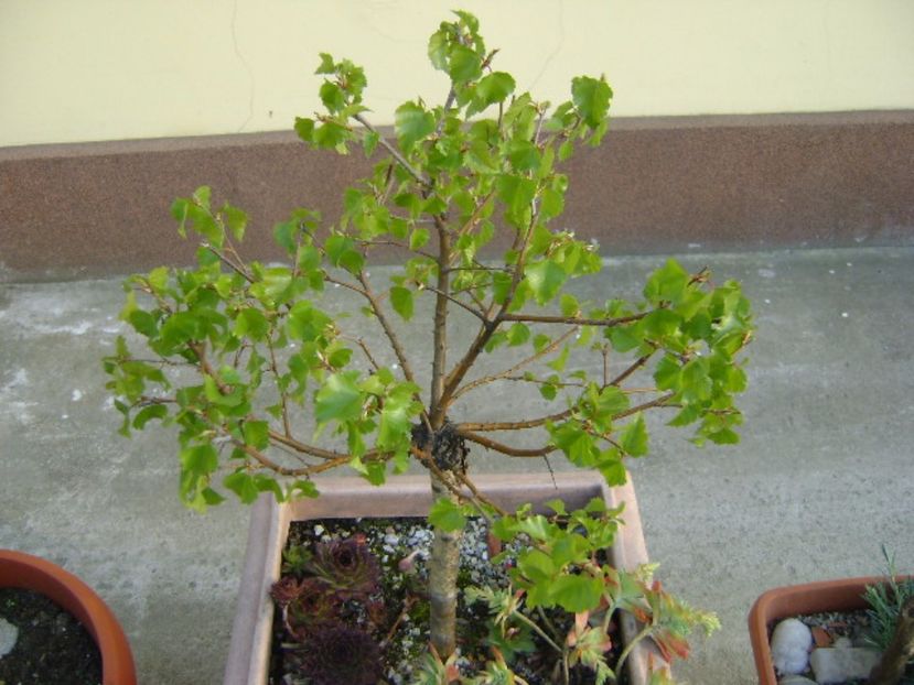 Mesteacan alb - Bonsai si prebonsai 2016-2017