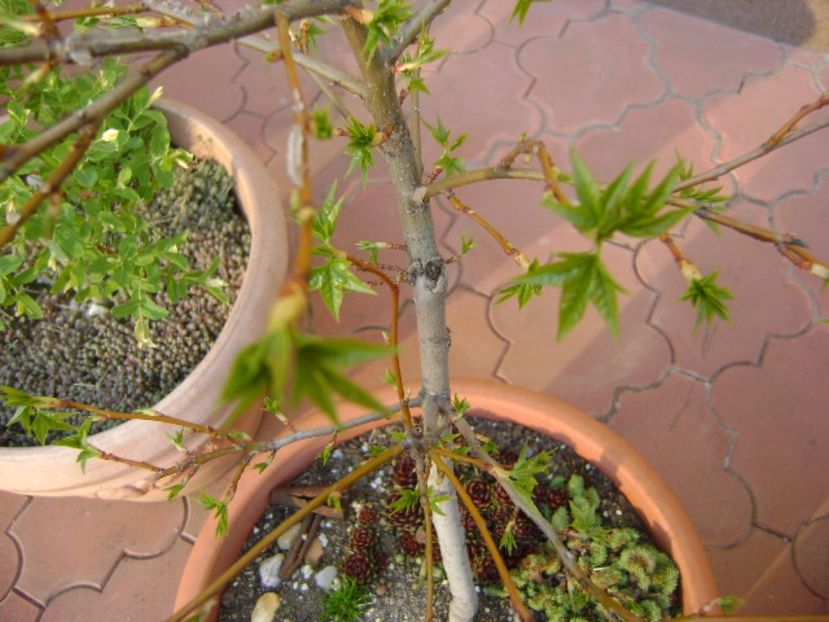 Liquidambar, frunze noi - Bonsai si prebonsai 2016-2017