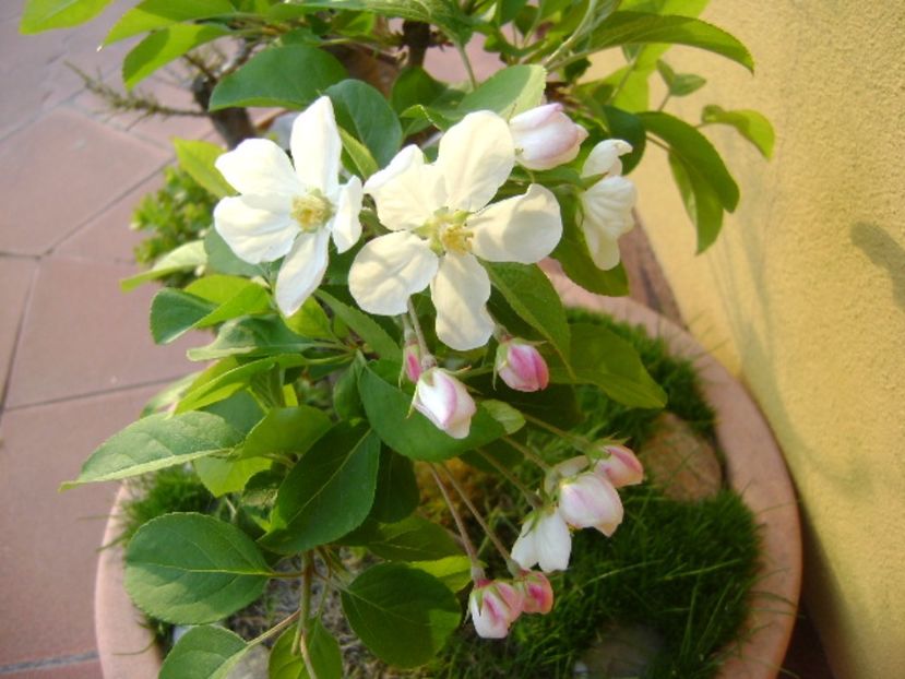 Mar decorativ - Bonsai si prebonsai 2016-2017