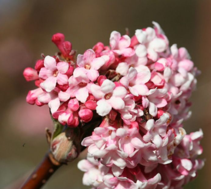 Viburnum_bodnantense_Dawn - Noutati 2017