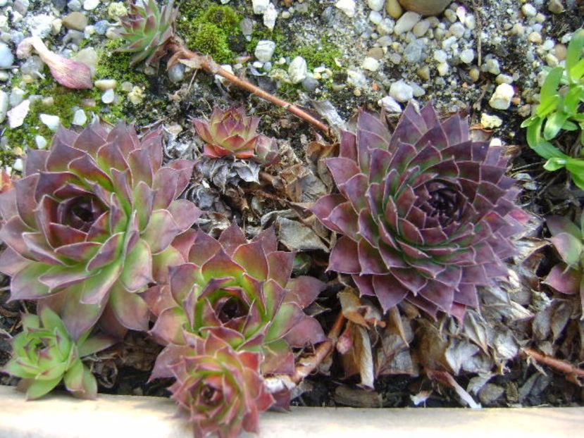 Mesteacan alb & Sempervivum, detalii - Bonsai si prebonsai 2016-2017