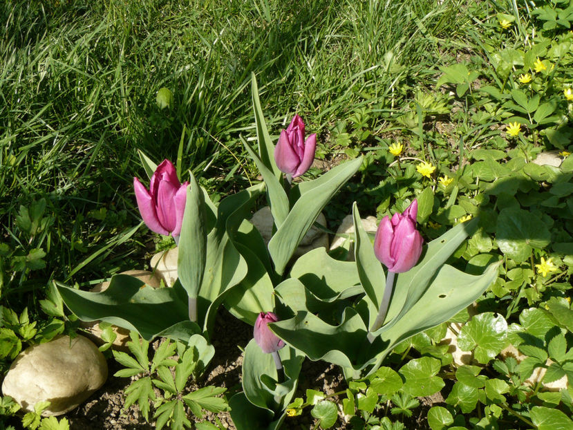 Purple Prince - 2017_Aprilie_Gradina Rozelor