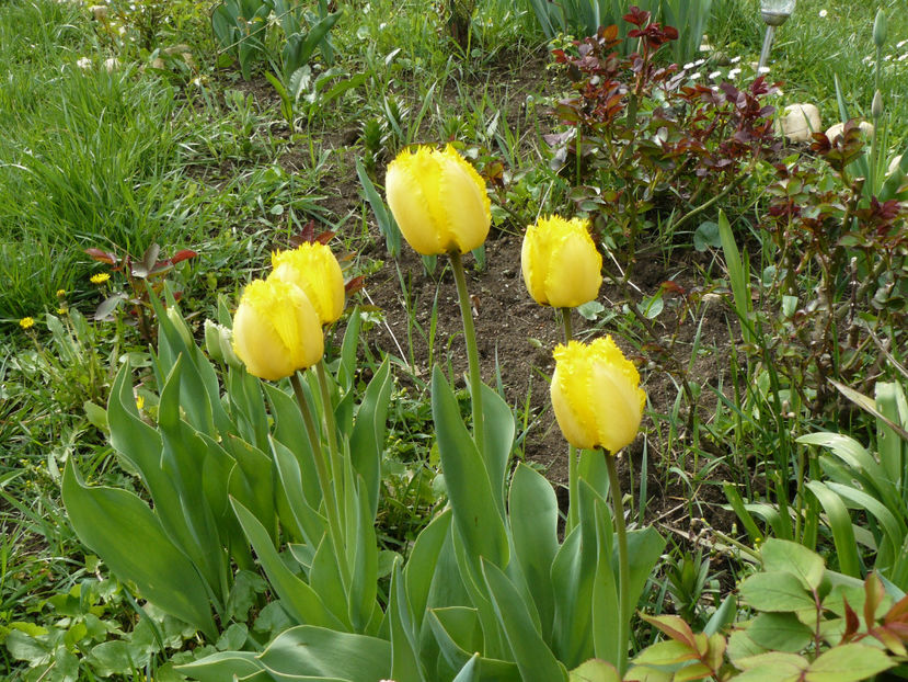 tulip Cristal star - 2017_Aprilie_Gradina Rozelor