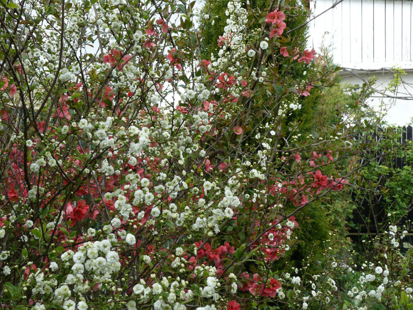 Spireea si Chaenomela - 2017_Aprilie_Gradina Rozelor