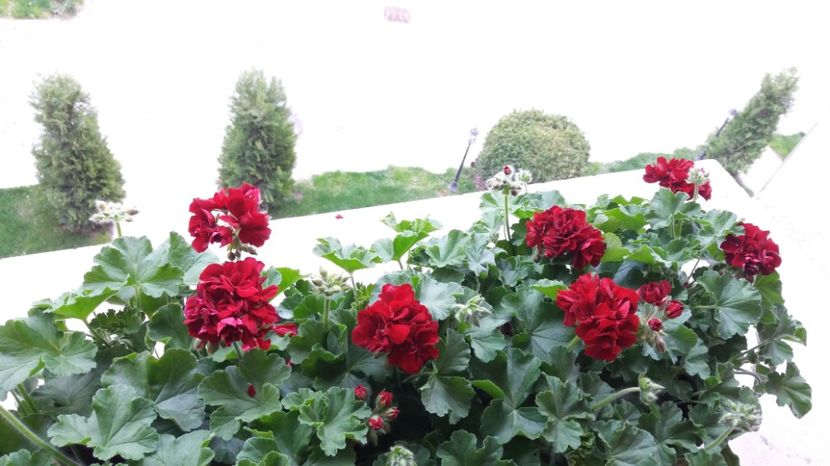  - Primavara lui 2017