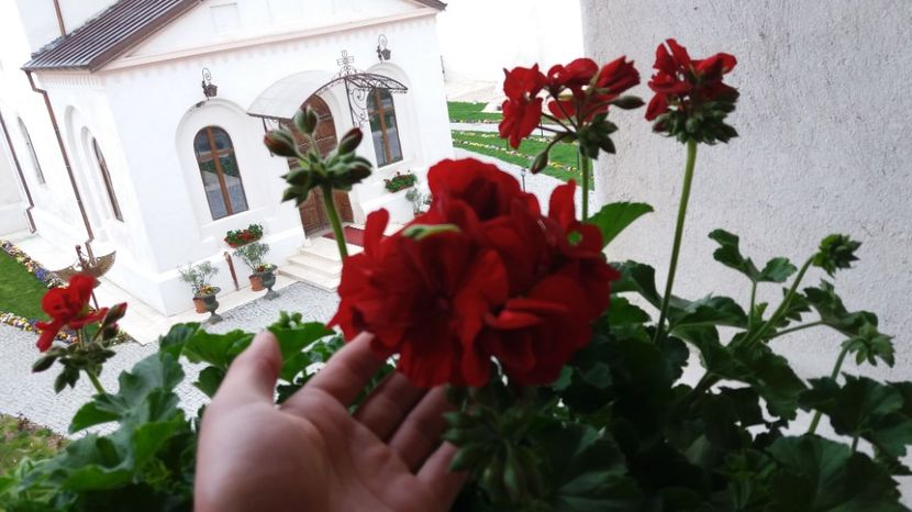  - Primavara lui 2017