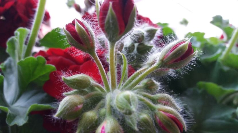  - Primavara lui 2017