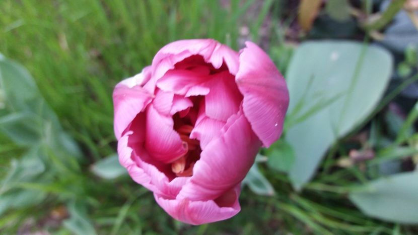  - Primavara lui 2017