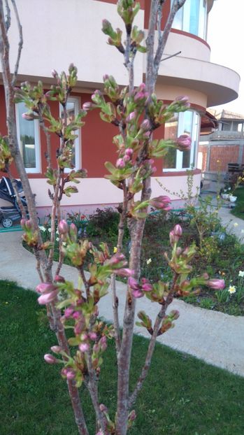 Prunus serrulata Amanogava - Primavara 2017