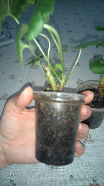  - Plante de interior