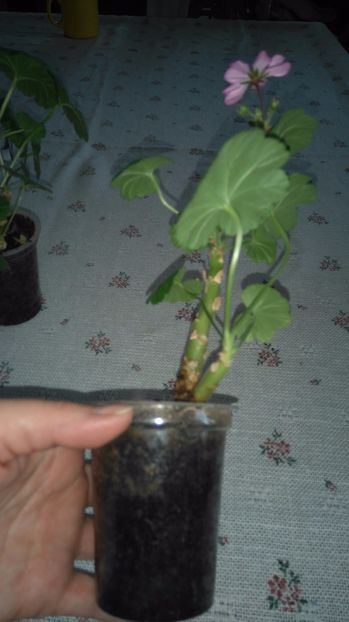 Muscata lila - Plante de interior