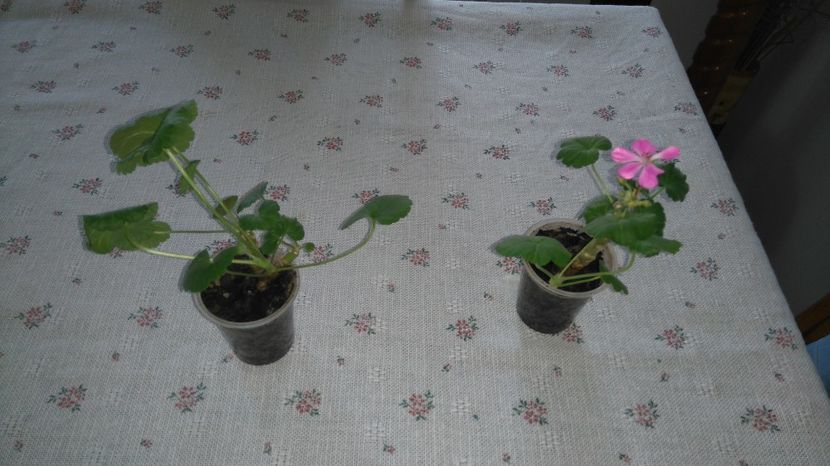  - Plante de interior