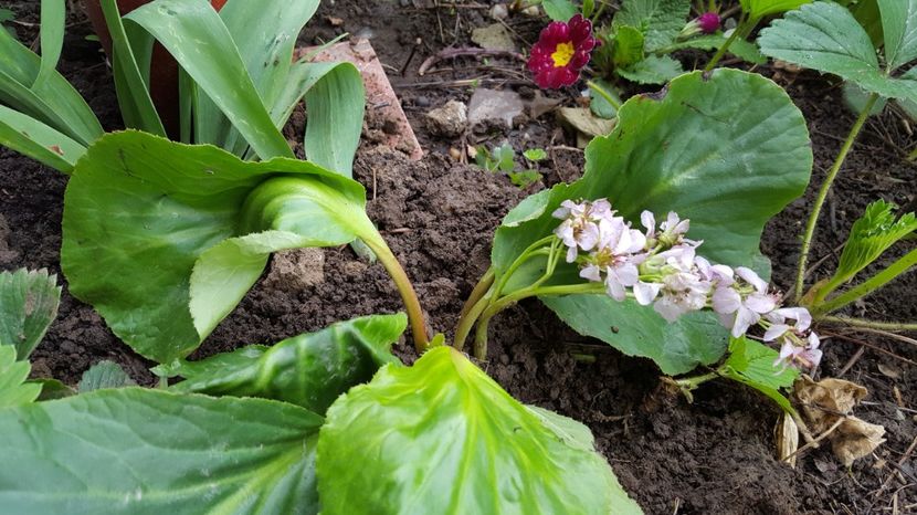 Bergenia - PRIMAVARA  2017