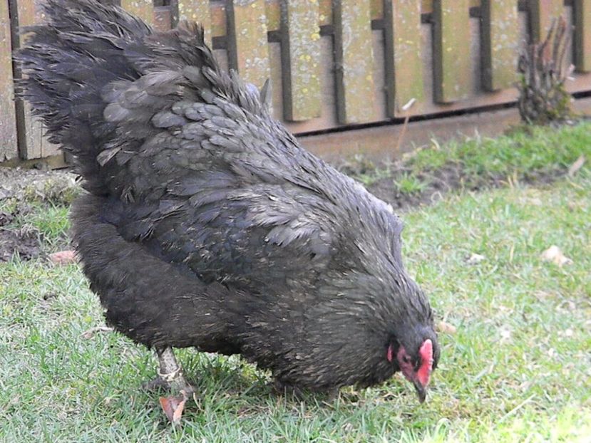 Australorp Negru - Australorp Negru