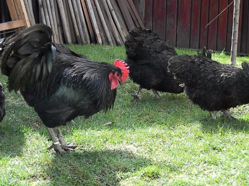 Australorp Negru - Australorp Negru