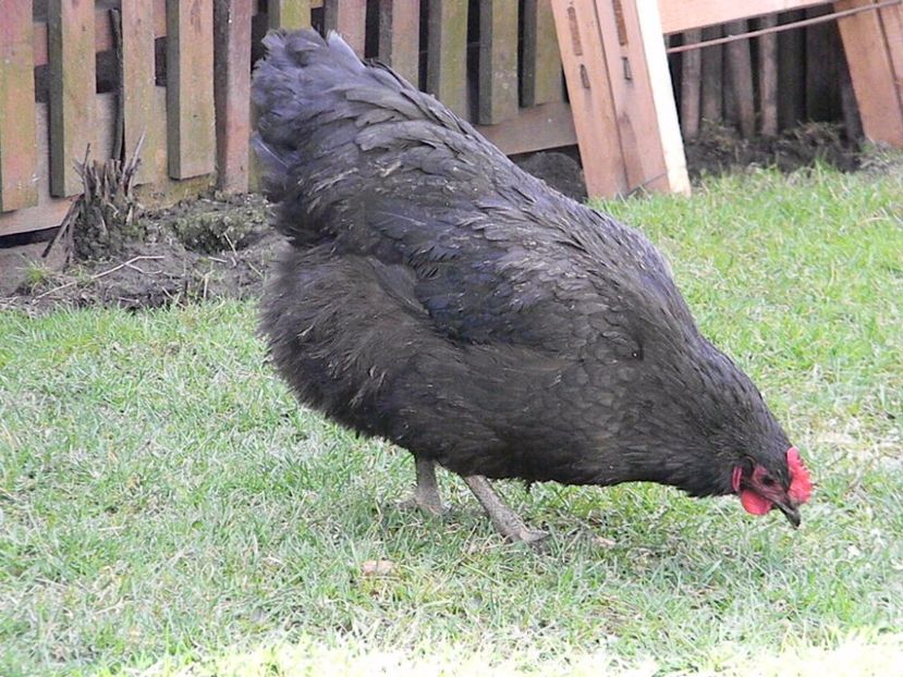 Australorp Negru - Australorp Negru