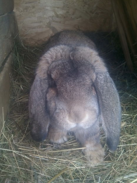  - FEMELA BG AGOUTI