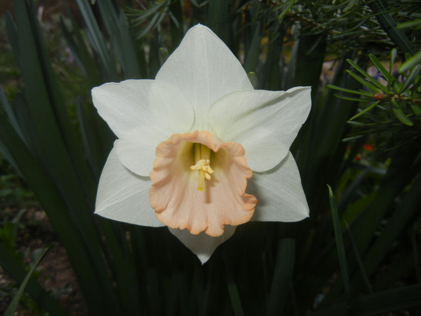 Narcissus Salome (2017, April 04) - Narcissus Salome