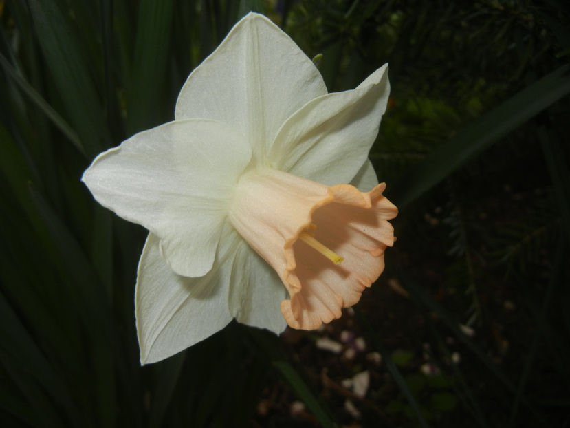 Narcissus Salome (2017, April 05) - Narcissus Salome