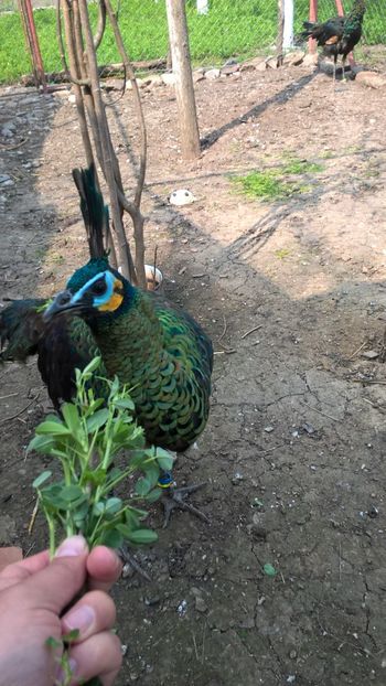  - Pavo Muticus Imperator