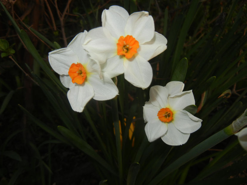 Narcissus Geranium (2017, April 02) - Narcissus Geranium