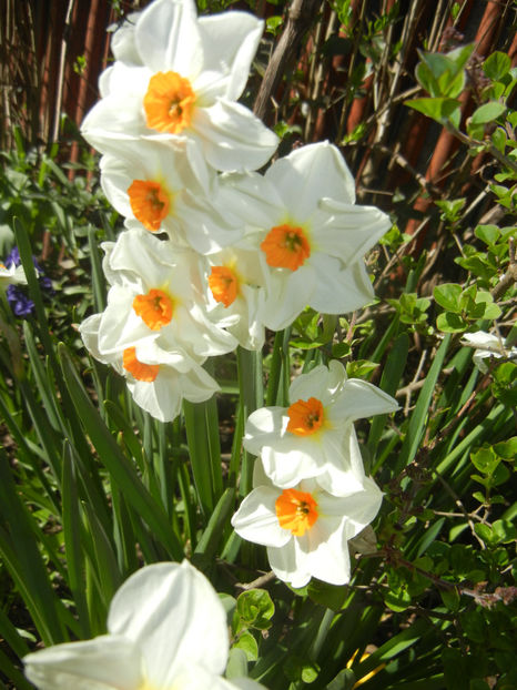 Narcissus Geranium (2017, April 03) - Narcissus Geranium
