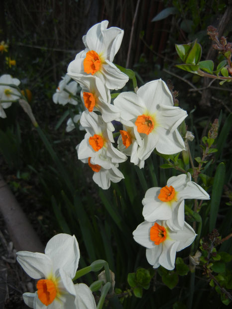Narcissus Geranium (2017, April 03) - Narcissus Geranium