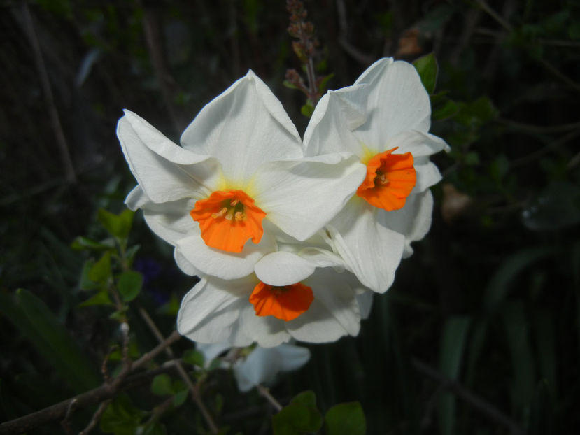 Narcissus Geranium (2017, April 03) - Narcissus Geranium