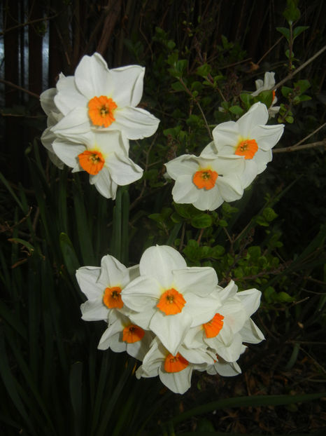 Narcissus Geranium (2017, April 04) - Narcissus Geranium