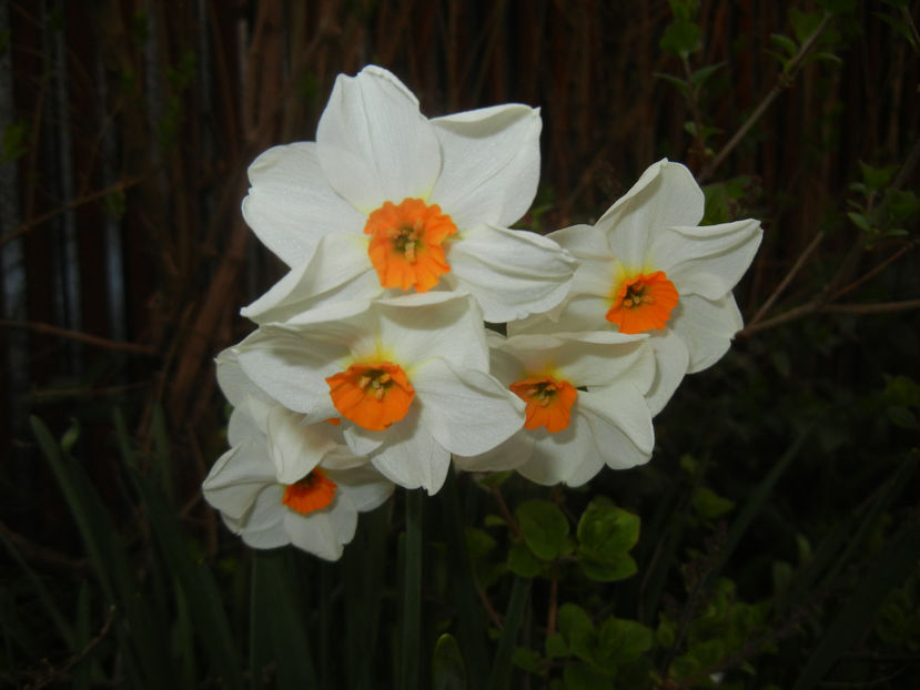Narcissus Geranium (2017, April 05) - Narcissus Geranium
