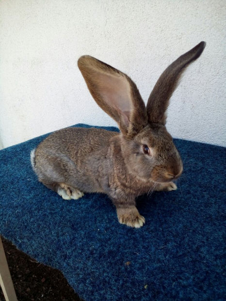 UGG 10 saptamani - Un Mascul Frumusel