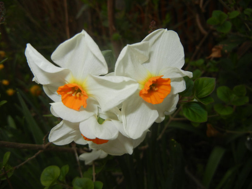 Narcissus Geranium (2017, April 05) - Narcissus Geranium