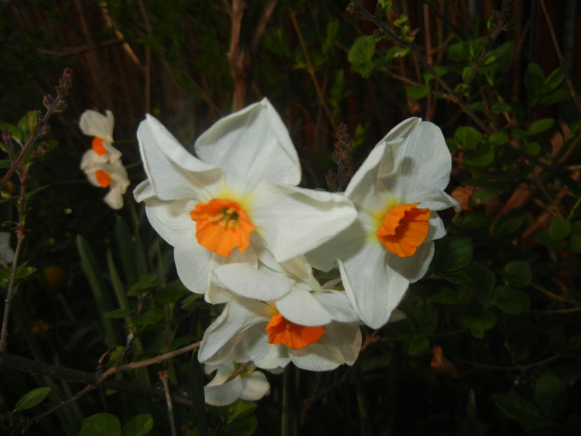 Narcissus Geranium (2017, April 06) - Narcissus Geranium