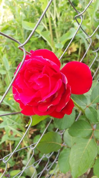 pui - LD braithwhite