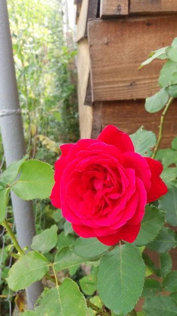 pui - LD braithwhite