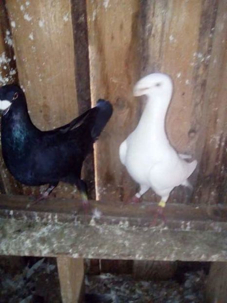 received_1801167890209667 - GERMANI 2017