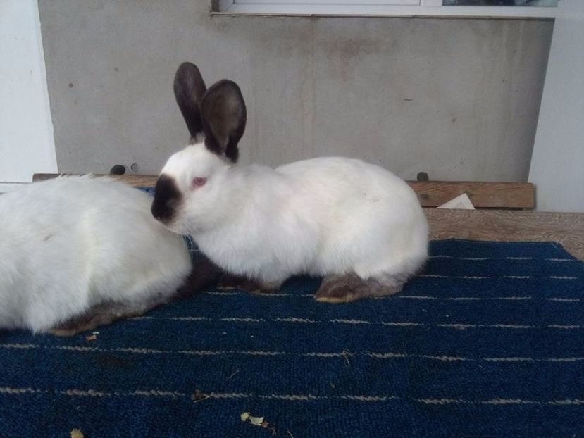  - DE VANZARE MOMENTAN