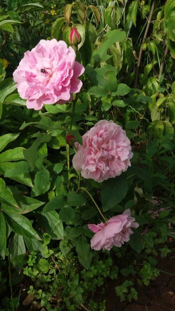  - Cottage rose