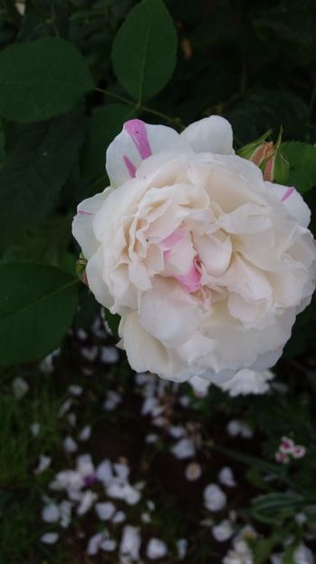  - Winchester cathedral