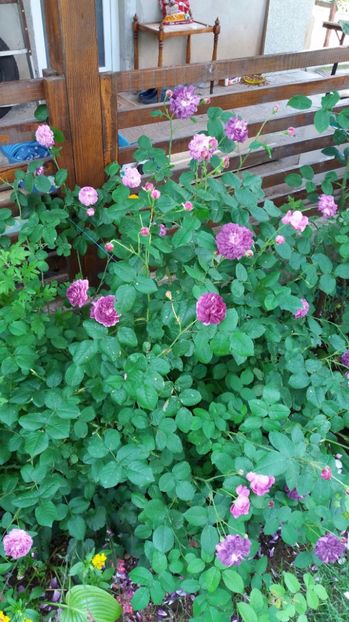  - Cardinal de richelieu