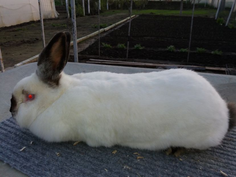  - Arhivă-Californieni