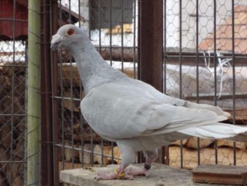 108939188_XKFBINC3 - VOIAJORI MASCULI Stil Vechi si frumusete 2017-2018